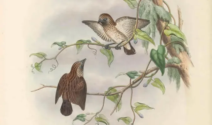 File:Dicaeum tristrami - The Birds of New Guinea (cropped).jpg