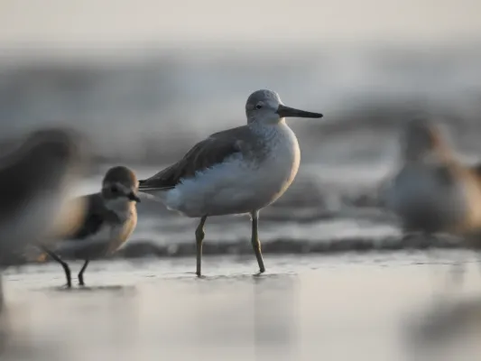 File:Nordmann's Greenshank Tringa guttifer by Raju Kasambe DSCN3885 09.jpg