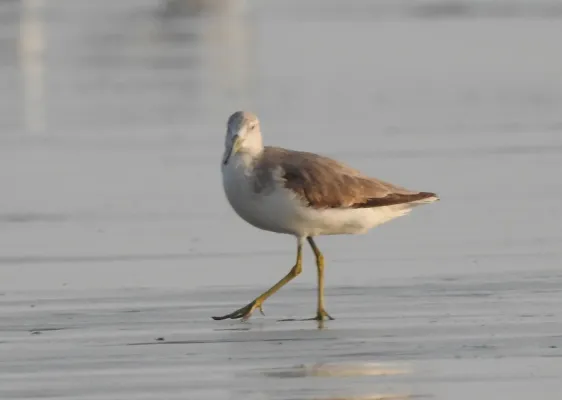 File:Nordmann's Greenshank Tringa guttifer by Raju Kasambe DSCN3885 12.jpg