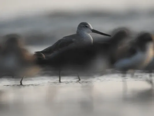 File:Nordmann's Greenshank Tringa guttifer by Raju Kasambe DSCN3885 11.jpg