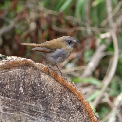 File:Catharus gracilirostris Chirripo.jpg