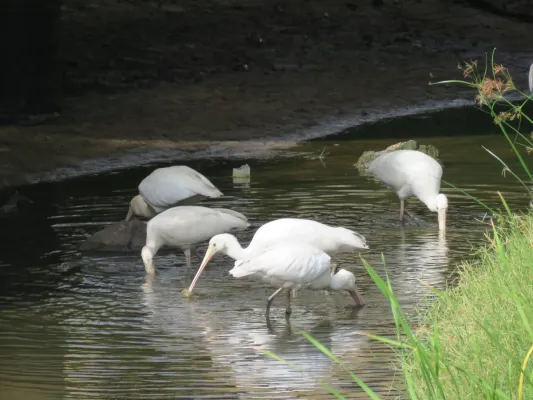 File:Platalea flavipes (Yellow-billed spoonbill) in the Serpentine River north of Karnup Road, March 2022 02.jpg