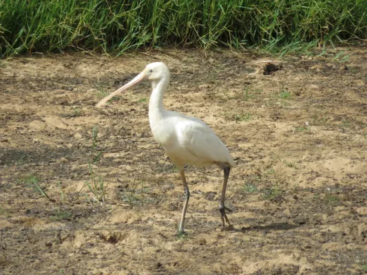 File:Platalea flavipes (Yellow-billed spoonbill) in the Serpentine River north of Karnup Road, March 2022 01.jpg