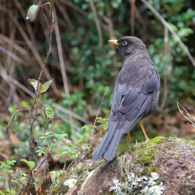 File:Turdus nigrescens CR 01.jpg