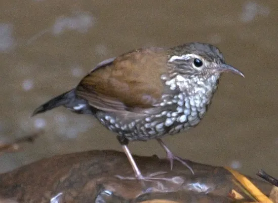 File:Flickr - Dario Sanches - JOÃO-PORCA (Lochmias nematura).jpg