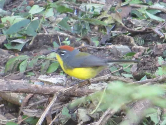 File:Myioborus brunniceps 23456181 (cropped).jpg