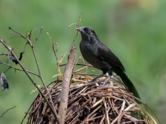 File:Anumara forbesi - Forbes's Blackbird; Tamandaré, Pernambuco, Brazil.jpg