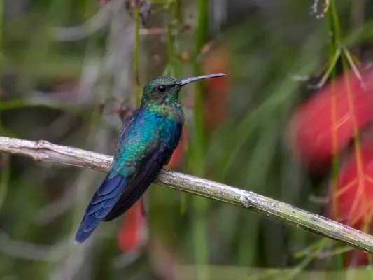 File:Thalurania watertonii Long-tailed Woodnymph (male); Pedra d'Antas reserve, Lagoa dos Gatos, Pernambuco, Brazil.jpg