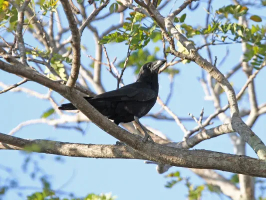 File:Corvus minutus, Najasa, Camagüey, Cuba 1.jpg