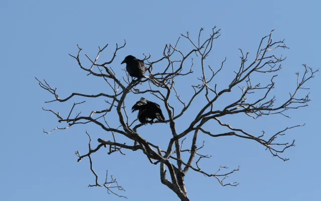 File:Corvus minutus, Najasa, Camagüey, Cuba 3.jpg