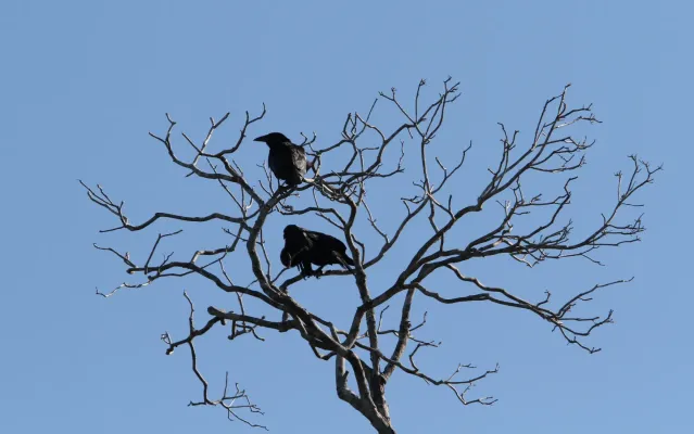 File:Corvus minutus, Najasa, Camagüey, Cuba 4.jpg