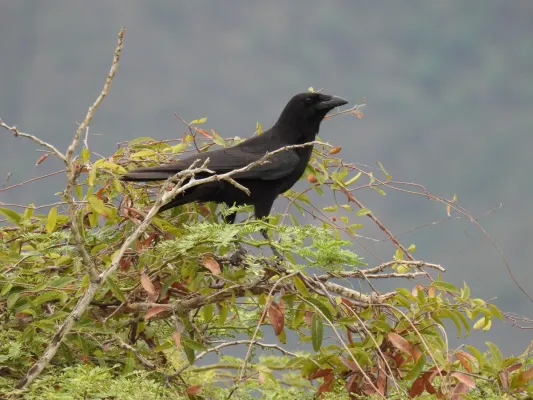 File:Corvus palmarum, Duverge, Dominican Republic 1.jpg
