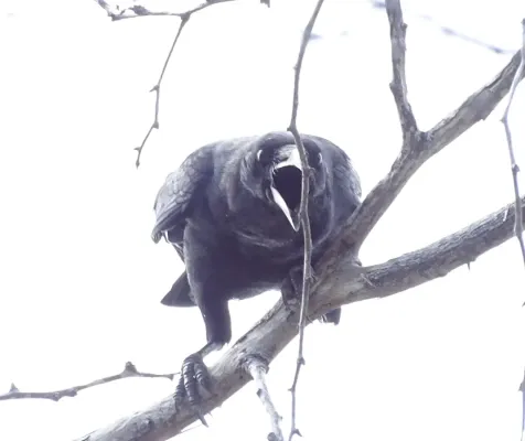 File:Corvus palmarum, Duverge, Dominican Republic 2.jpg