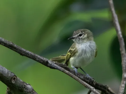 File:Phylloscartes ceciliae Alagoas Tyrannulet; Pedra d'Antas reserve, Lagoa dos Gatos, Pernambuco, Brazil.jpg