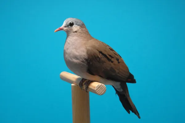 File:Columbina minuta - Zwergtäubchen - Wildfarbig - Deutscher Kanarien- und Vogelzüchterbund (DKB) - Vogelbund - Johann Alexi.jpg