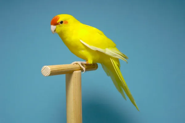 File:Cyanoramphus novaezelandiae - Ziegensittich - Gelbe Mutation - Deutscher Kanarien- und Vogelzüchterbund (DKB) - Vogelbund - Johann Alexi.jpg