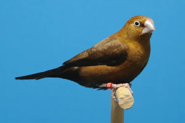 File:Euodice cantans - Afrikanischer Silberschnabel - Mutation Braun - Deutscher Kanarien- und Vogelzüchterbund (DKB) - Vogelbund - Johann Alexi.jpg