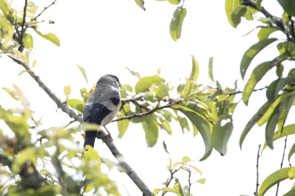 File:Pyrrhula erythaca owstoni 2.jpg