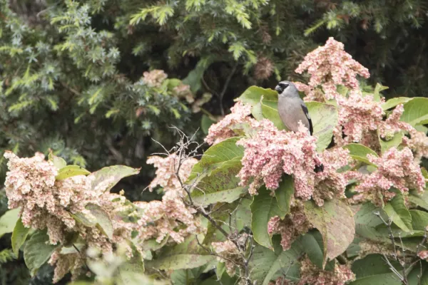 File:Pyrrhula erythaca owstoni 1.jpg