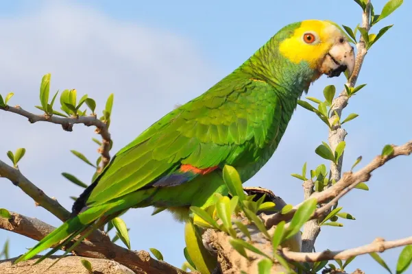 File:Amazona barbadensis rothschildi - Bonaire.jpg