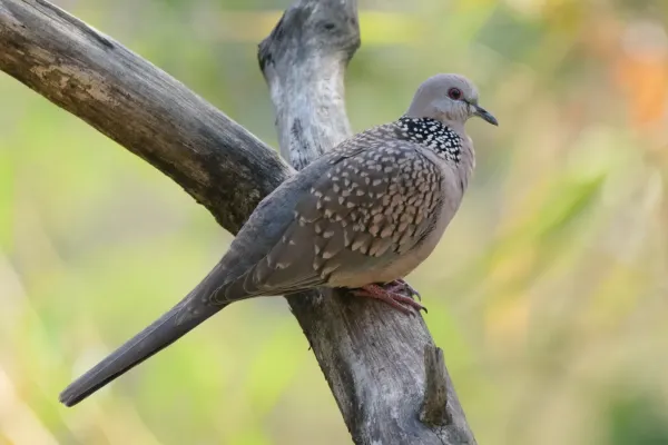 File:Spotted dove (Spilopelia chinensis) at Kairwaan goa, Uttarakhand 01.jpg
