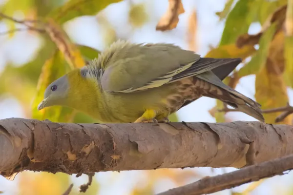 File:Yellow-footed green pigeon (Treron phoenicopterus) near Nasirpur, Patiala 01.jpg