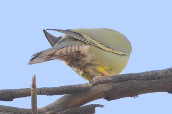 File:Yellow-footed green pigeon (Treron phoenicopterus) near Nasirpur, Patiala 04.jpg