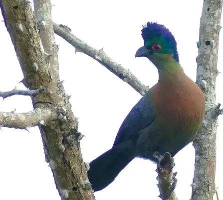 File:Purple-crested Turaco (Gallirex porphyreolophus) (51990157026).jpg