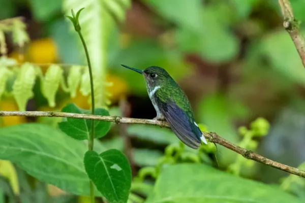 File:Phlogophilus hemileucurus.jpg