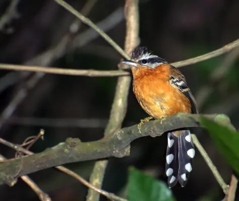 File:Drymophila ferruginea -Parque Estadual da Serra da Cantareira, Sao Paulo, Brasil-8.jpg