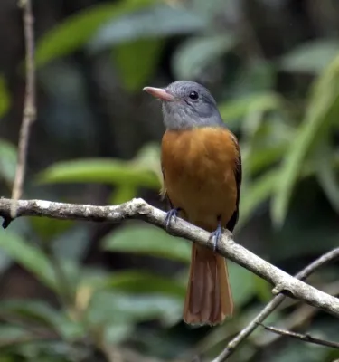 File:Attila rufus -Vale do Ribeira, Registro, Sao Paulo, Brasil-8.jpg