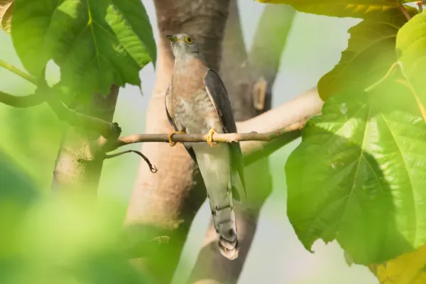File:Common hawk-cuckoo (Hierococcyx varius) at Kairwaan gaon, Dehradun district 03.jpg