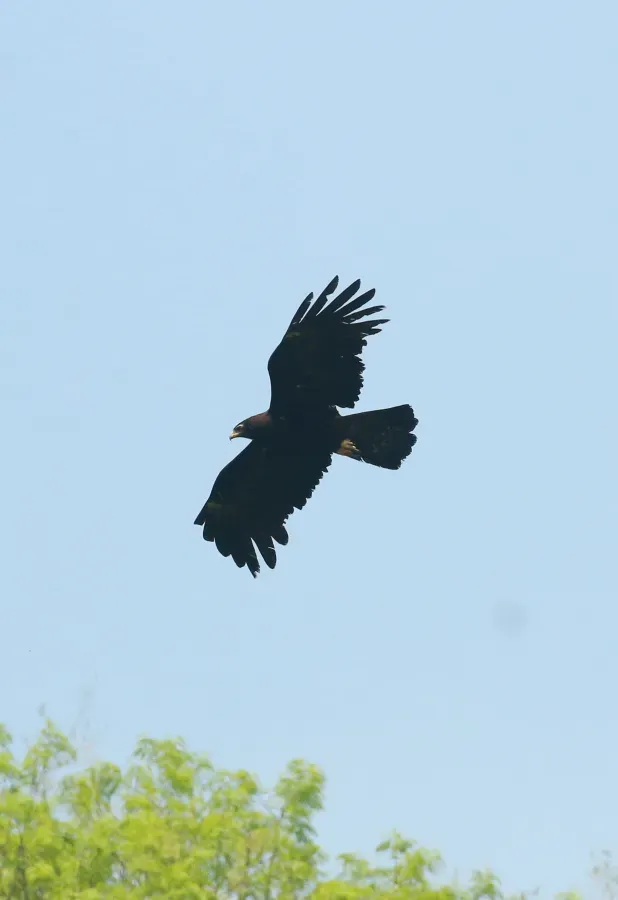 File:Black eagle (Ictinaetus malaiensis).jpg