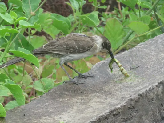File:Mimus parvulus 124938996.jpg