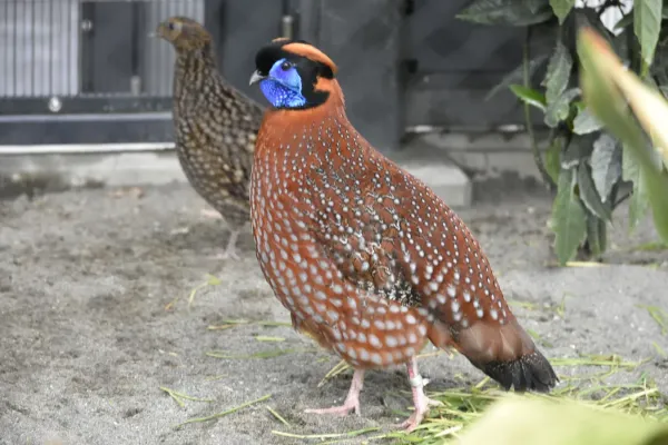 File:Tragopan temminckii 20220414.jpg