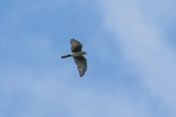 File:Butastur indicus 173604634.jpg