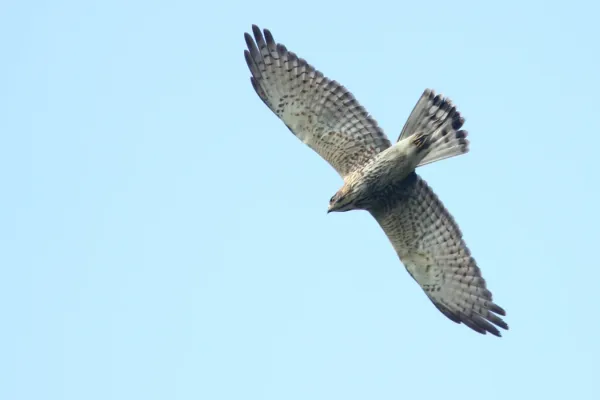 File:Butastur indicus 154370469.jpg