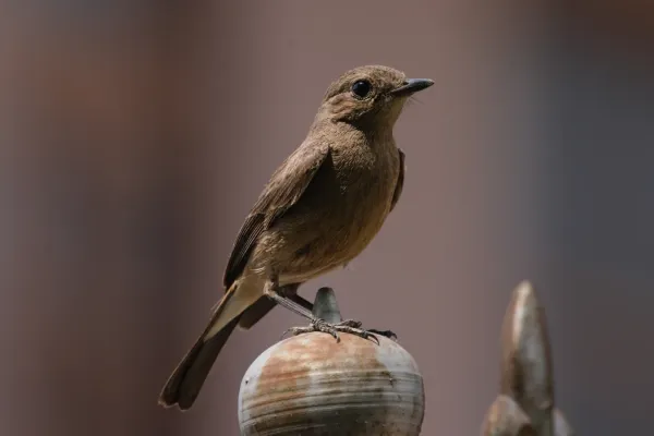 File:Brown rock chat (Oenanthe fusca) at Andreta, Kangra district 01.jpg