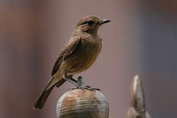 File:Brown rock chat (Oenanthe fusca) at Andreta, Kangra district 02.jpg