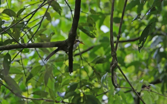 File:Pomatorhinus ochraceiceps 105776427.jpg