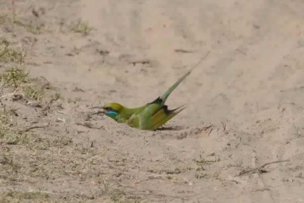 File:Asian green bee-eater (Merops orientalis beludschicus) dust bathing near Roorkee, Haridwar district.jpg