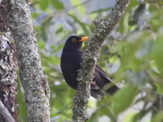 File:Turdus infuscatus 72406018.jpg