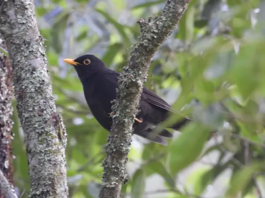 File:Turdus infuscatus 72406032.jpg