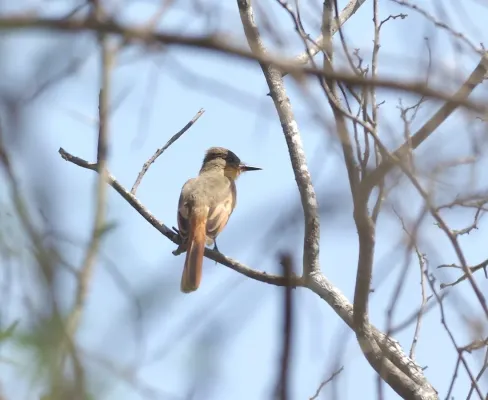 File:Myiarchus semirufus 55128146.jpg