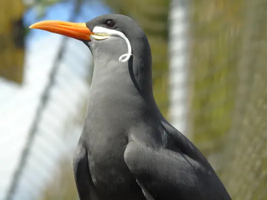File:Larosterna inca.007 - Zoo de Bristol.jpg