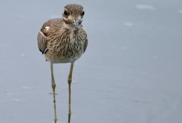File:Water Thick-Knee (Burhinus vermiculatus) (52018201005).jpg