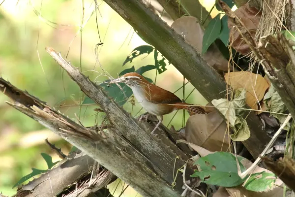 File:Thryophilus rufalbus 31377772.jpg