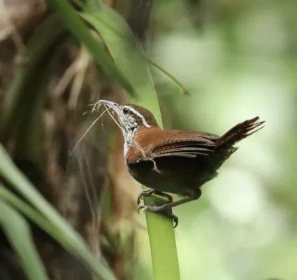 File:Thryophilus rufalbus 96820412.jpg