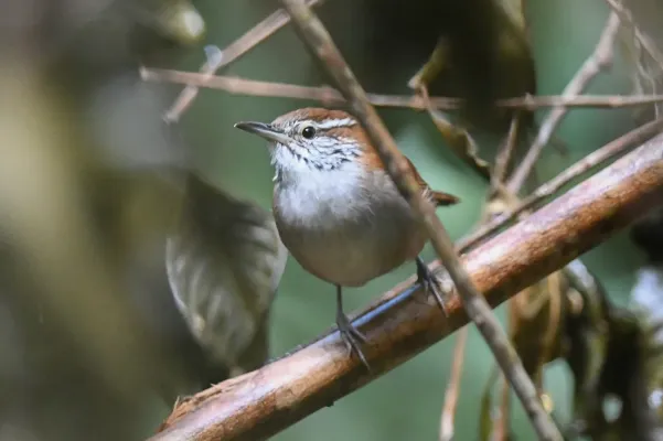 File:Thryophilus rufalbus 178610949.jpg