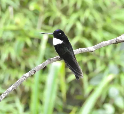 File:Coeligena torquata 189963444.jpg